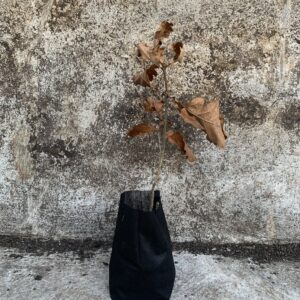 10 - 60cm: Oak Tree Sapling