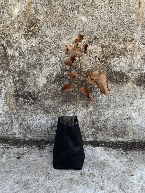 10 - 60cm: Oak Tree Sapling